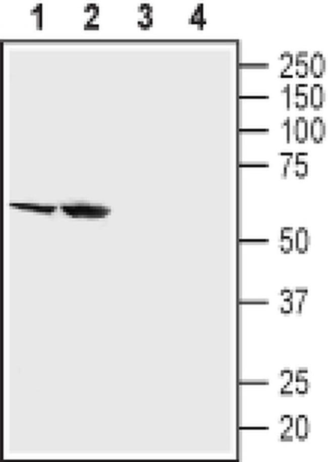 SGLT2 (extracellular) Antibody in Western Blot (WB)