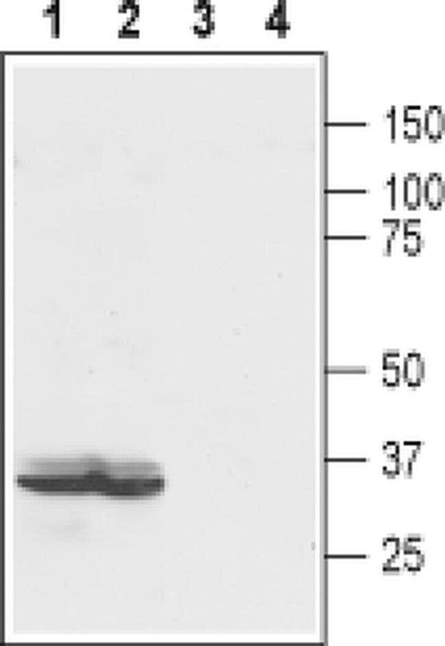 EDG4 (extracellular) Antibody in Western Blot (WB)