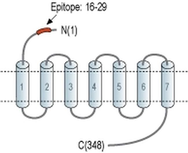 EDG4 (extracellular) Antibody