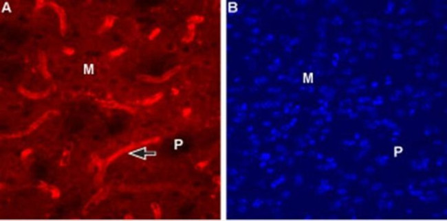 CHRM1 Antibody in Immunohistochemistry (IHC)