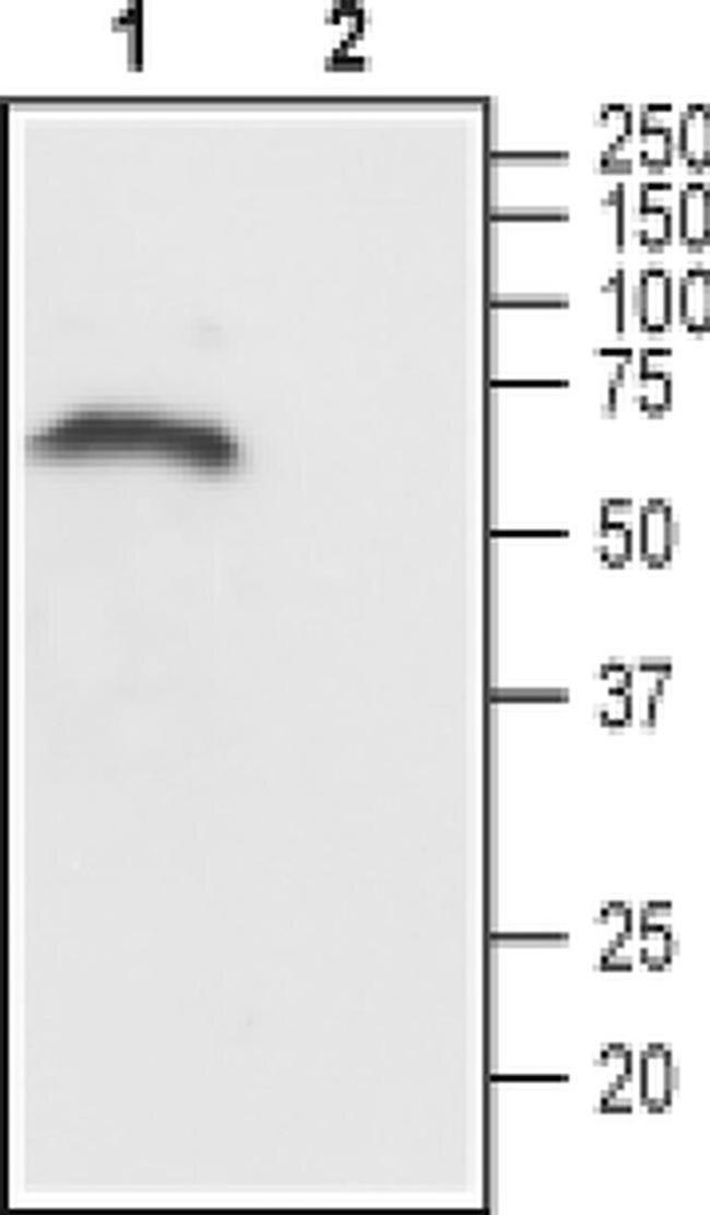 CHRM1 Antibody in Western Blot (WB)