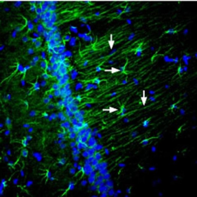 Nectin 2 (extracellular) Antibody in Immunohistochemistry (Frozen) (IHC (F))