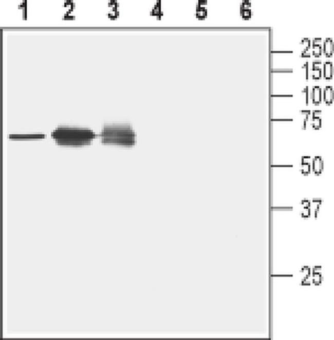 Nectin 2 (extracellular) Antibody in Western Blot (WB)