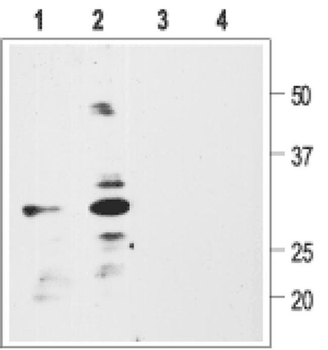 proBDNF Antibody in Western Blot (WB)