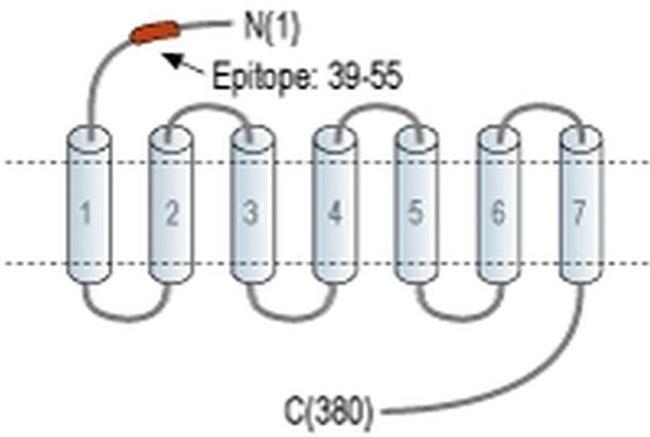 OPRK1 (extracellular) Antibody