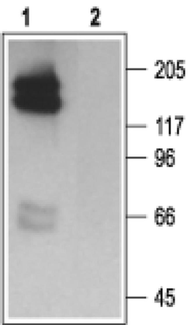 KCNH2 Antibody in Western Blot (WB)