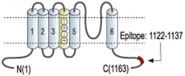 KCNH2 Antibody