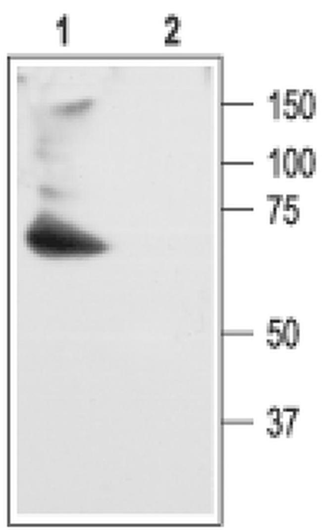 KV4.2 (KCND2) Antibody in Western Blot (WB)