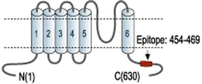 KV4.2 (KCND2) Antibody