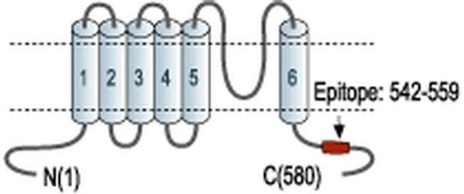 KCNN2 Antibody