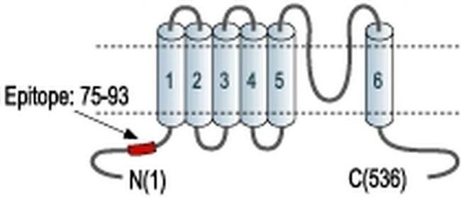 KCNN1 Antibody