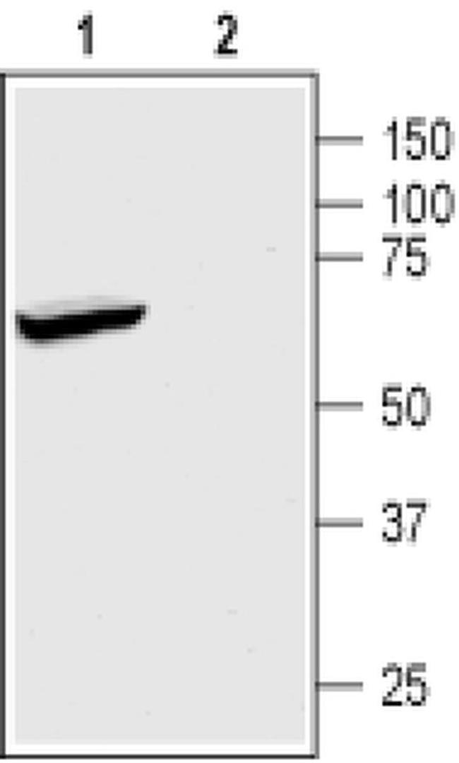 KCNK2 Antibody in Western Blot (WB)