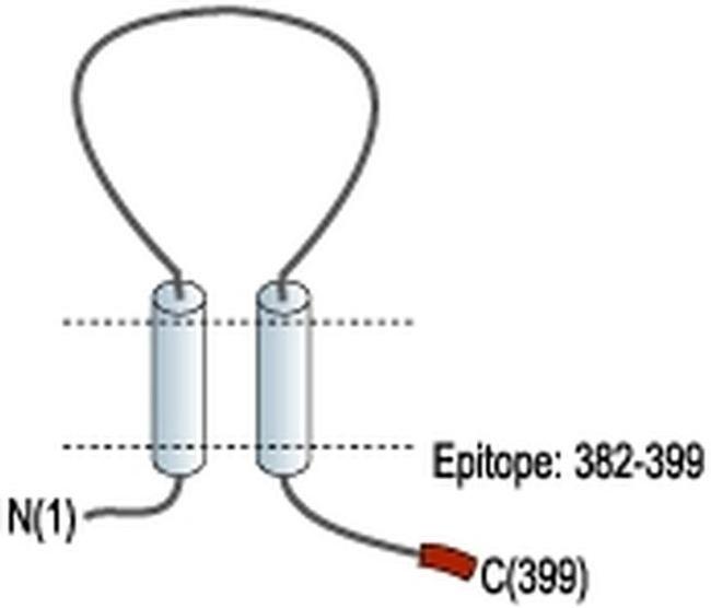 P2X1 Antibody