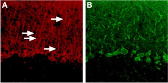 P2Y4 Antibody in Immunohistochemistry (IHC)