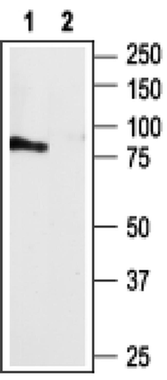 P2Y4 Antibody in Western Blot (WB)