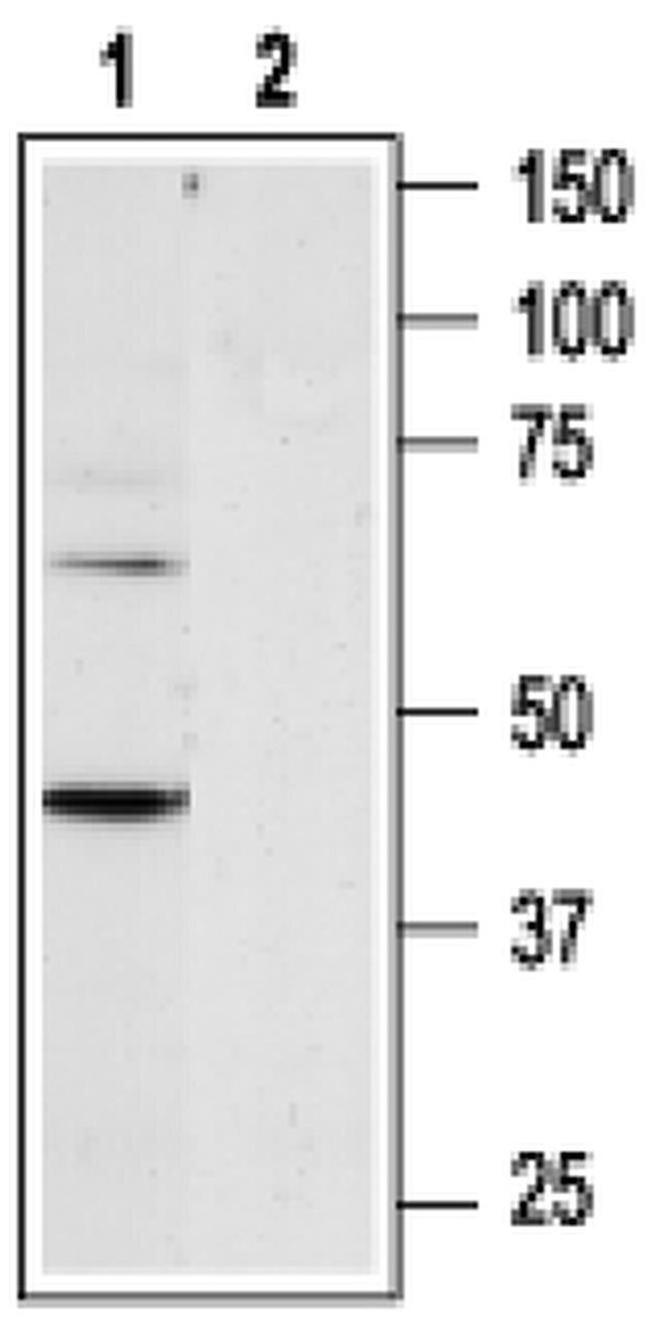 P2Y6 Antibody in Western Blot (WB)