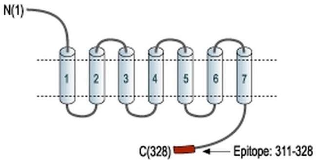 P2Y6 Antibody