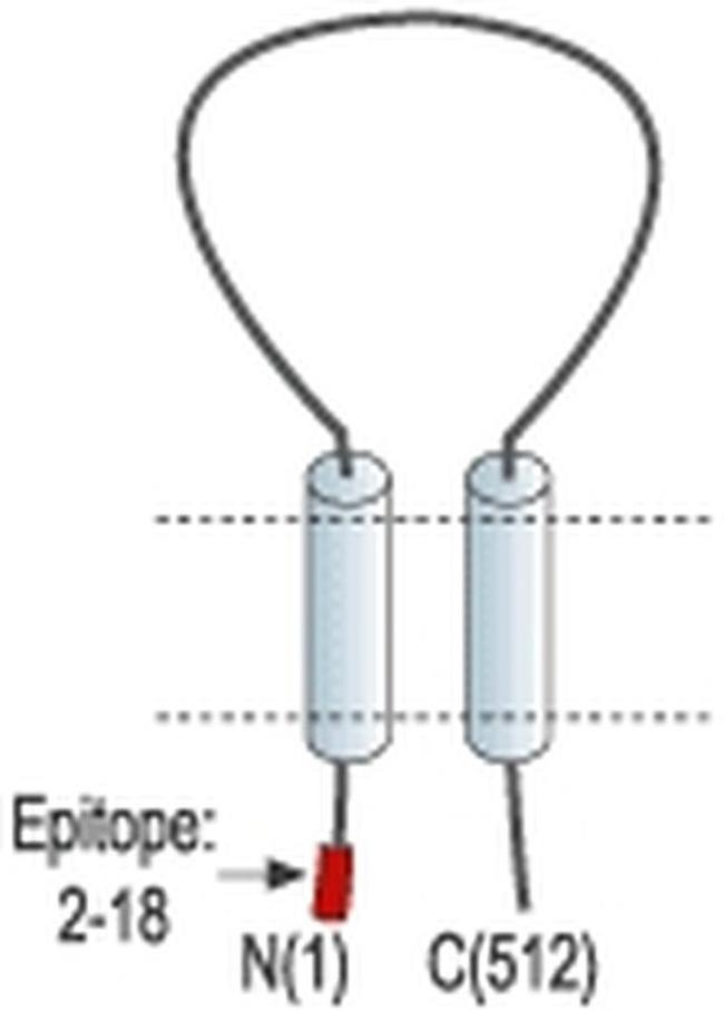 ASIC2a Antibody