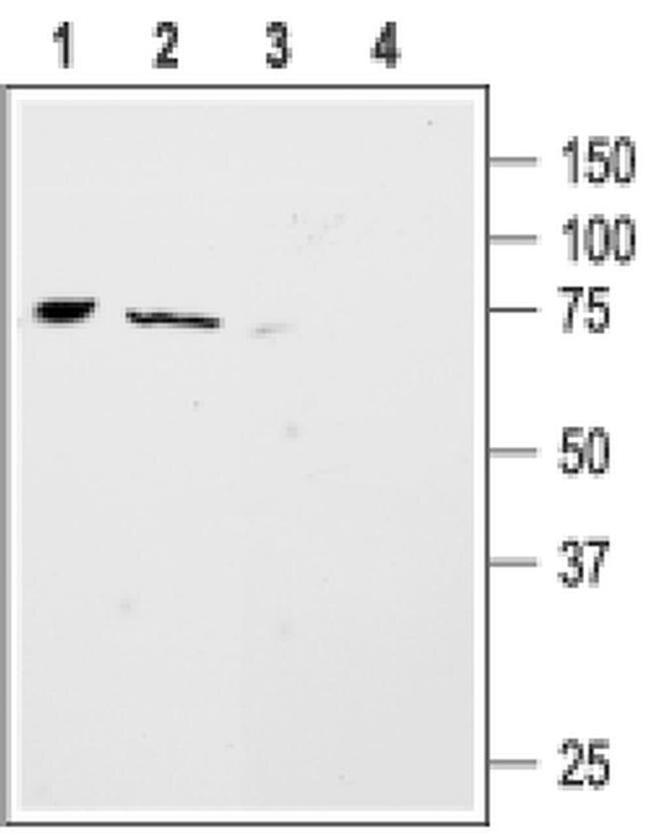 ASIC4 Antibody in Western Blot (WB)