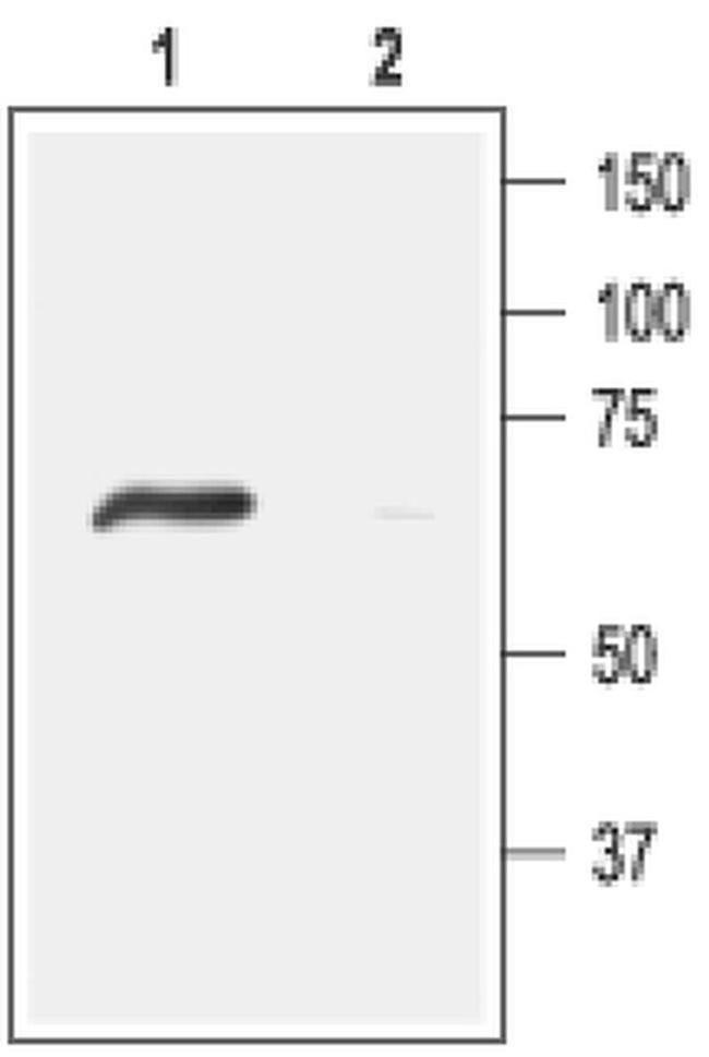 ASIC4 Antibody in Western Blot (WB)