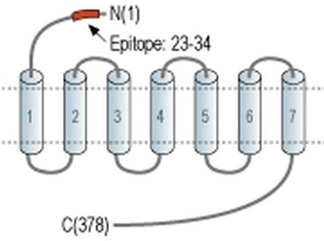 EDG3 (extracellular) Antibody