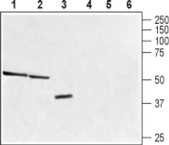 TAAR1 Antibody in Western Blot (WB)