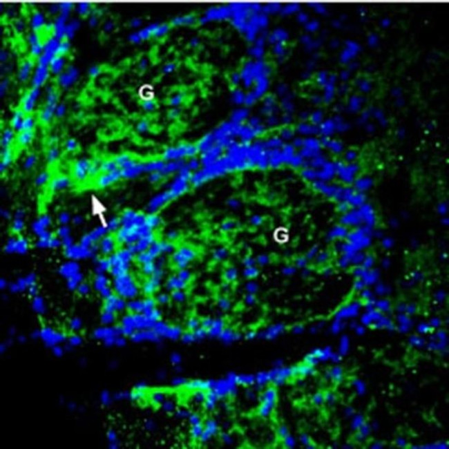 SLC30A1 Antibody in Immunohistochemistry (Frozen) (IHC (F))