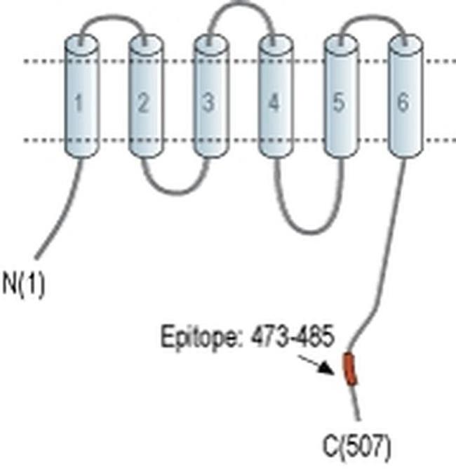 SLC30A1 Antibody