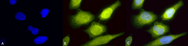 AHA1 Antibody in Immunocytochemistry (ICC/IF)