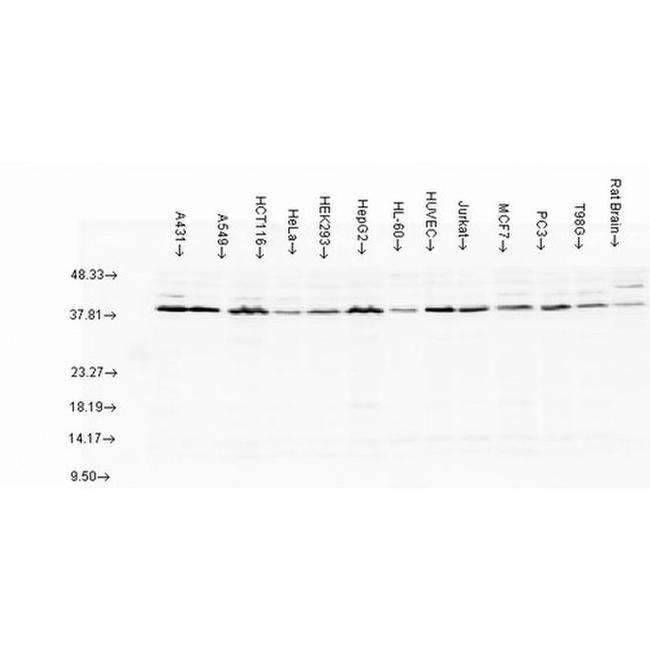 AHA1 Antibody in Western Blot (WB)