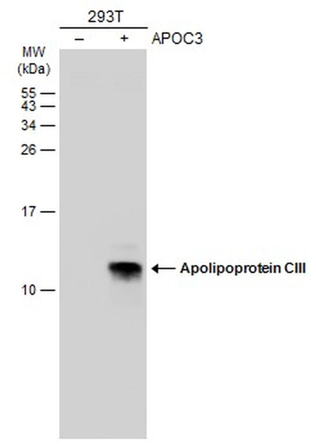 ApoC3 Antibody in Western Blot (WB)