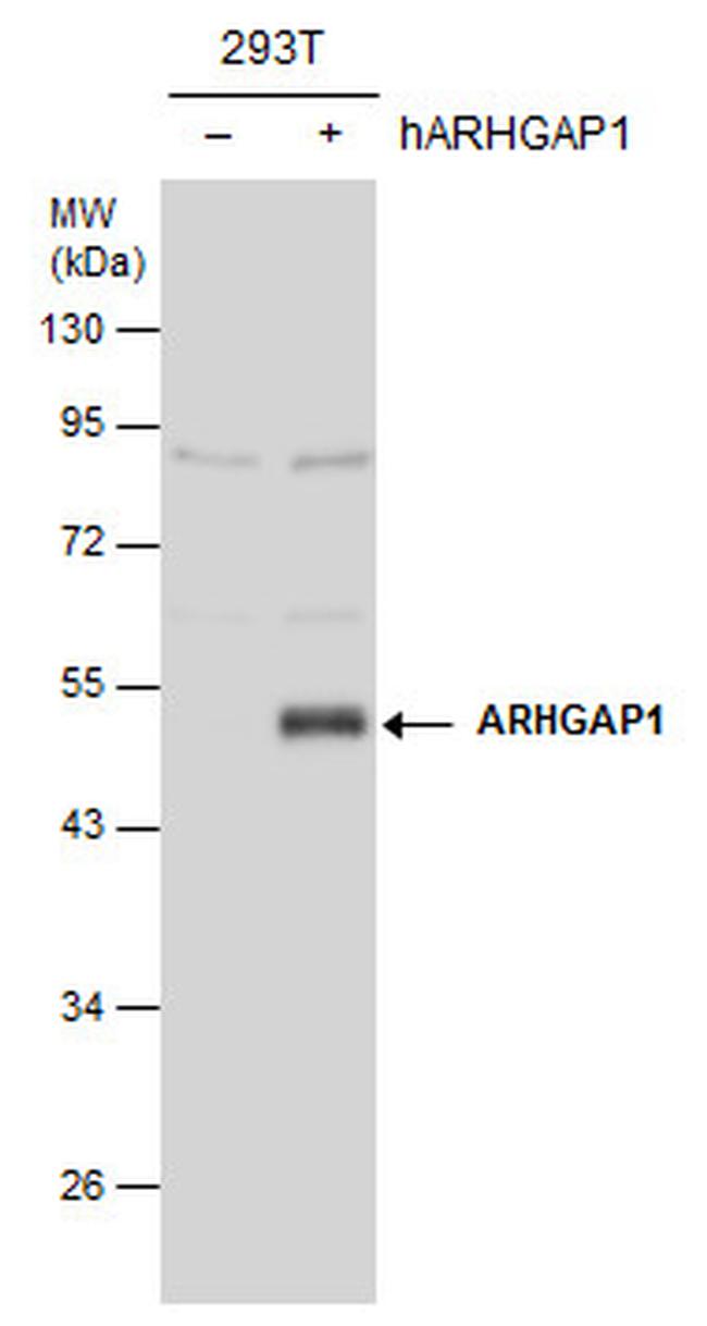 RhoGAP Antibody in Western Blot (WB)