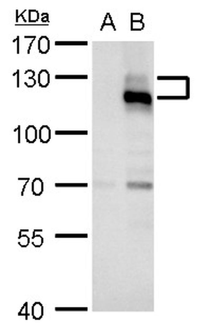 Axl Antibody in Western Blot (WB)