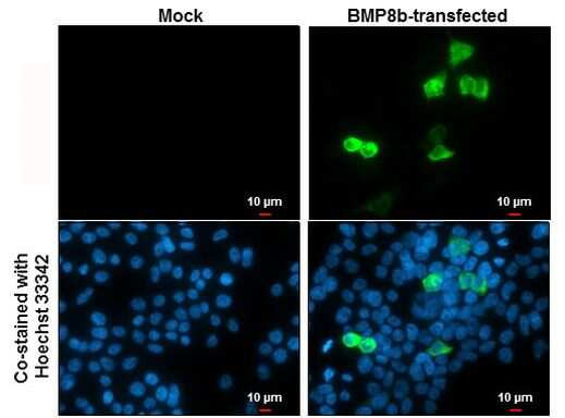 BMP-8B Antibody in Immunocytochemistry (ICC/IF)