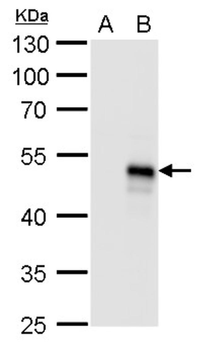 BMP-8B Antibody in Western Blot (WB)