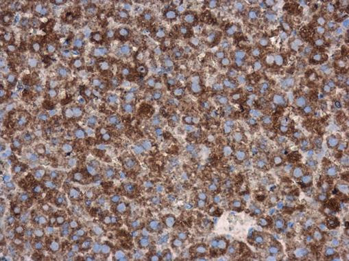 Cdc25A Antibody in Immunohistochemistry (Paraffin) (IHC (P))