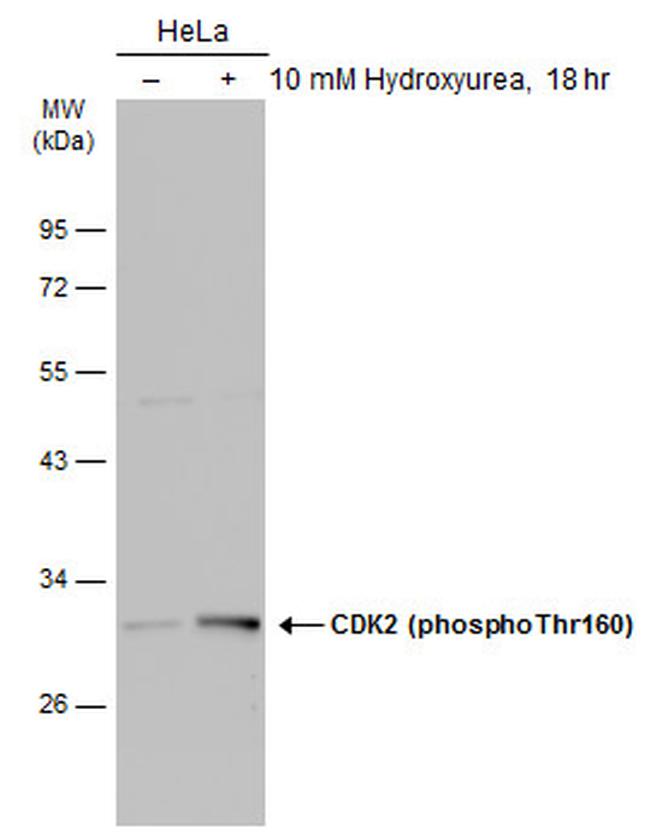 Phospho-CDK2 (Thr160) Antibody in Western Blot (WB)