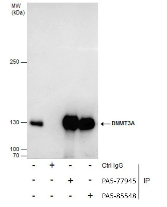 DNMT3A Antibody in Immunoprecipitation (IP)