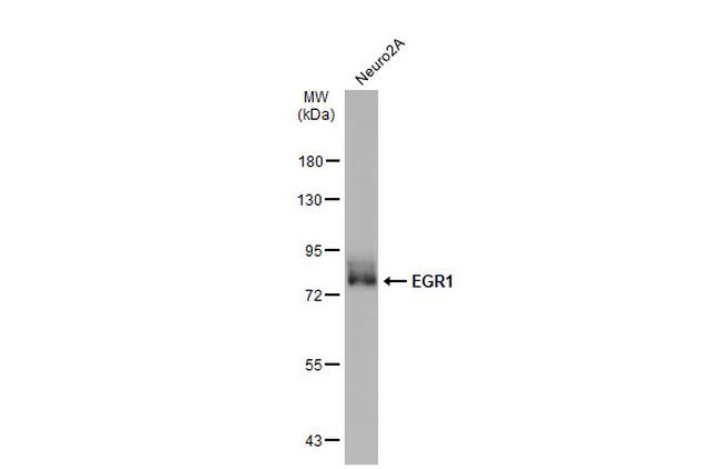 EGR1 Antibody in Western Blot (WB)