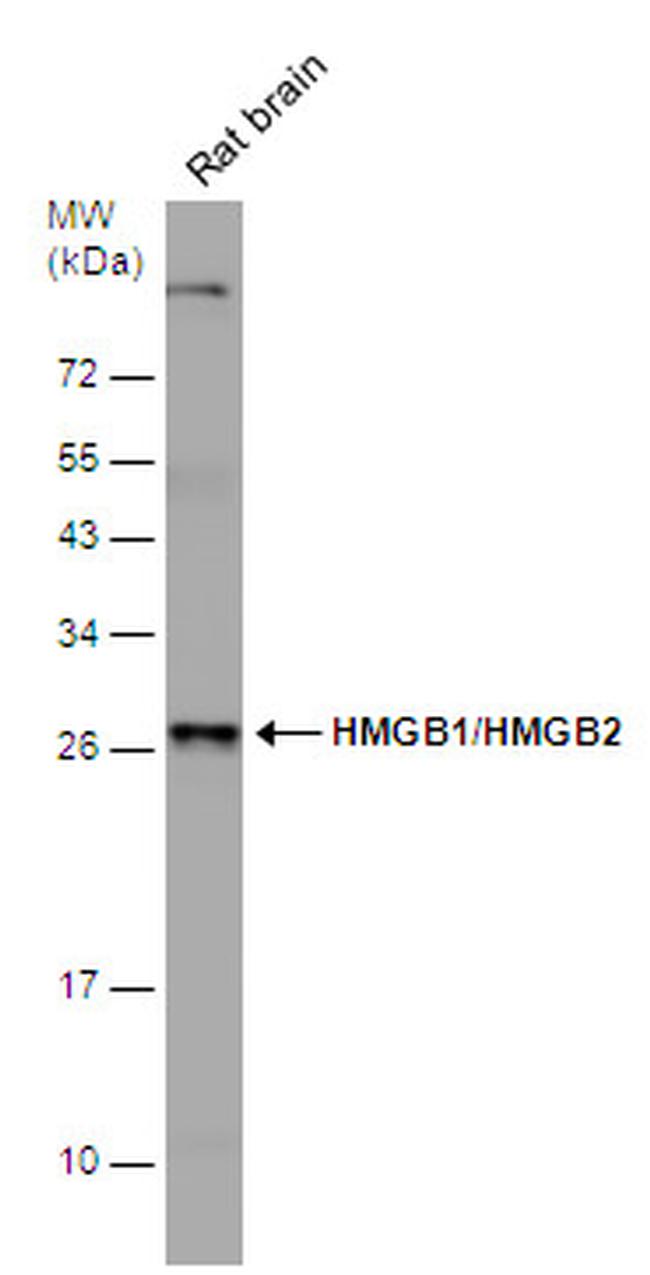 HMGB1/HMGB2 Antibody in Western Blot (WB)