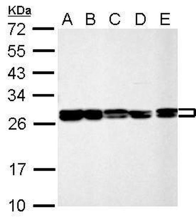 HMGB1/HMGB2 Antibody in Western Blot (WB)