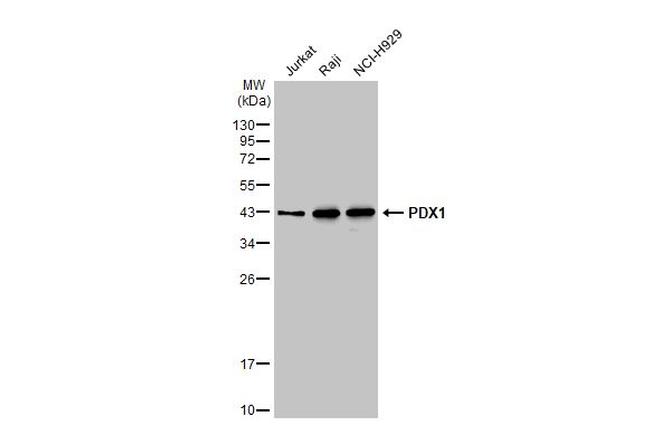 PDX1 Antibody in Western Blot (WB)