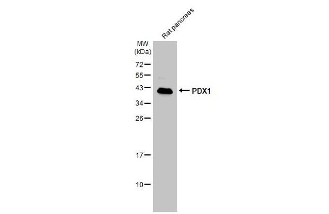 PDX1 Antibody in Western Blot (WB)