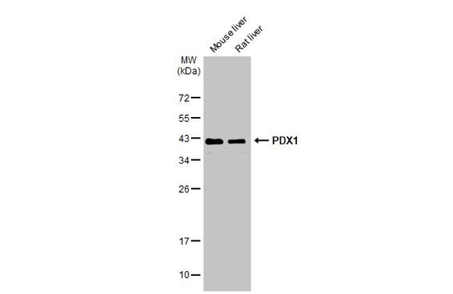 PDX1 Antibody in Western Blot (WB)