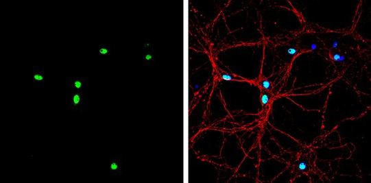 Nkx2.2 Antibody in Immunocytochemistry (ICC/IF)