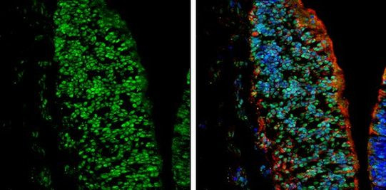 Nkx2.2 Antibody in Immunohistochemistry (Frozen) (IHC (F))