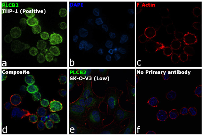 PLCB2 Antibody in Immunocytochemistry (ICC/IF)