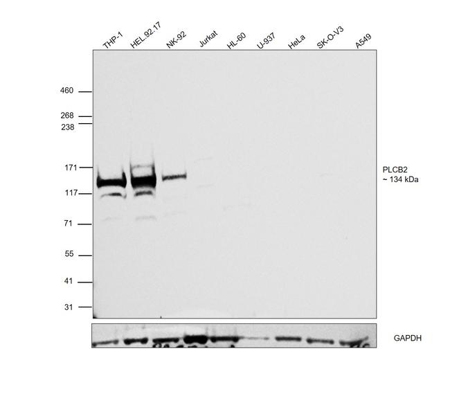 PLCB2 Antibody in Western Blot (WB)