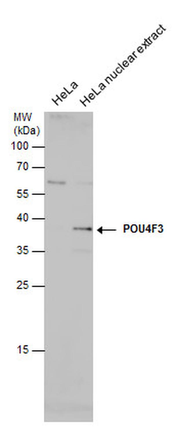 POU4F3 Antibody in Western Blot (WB)