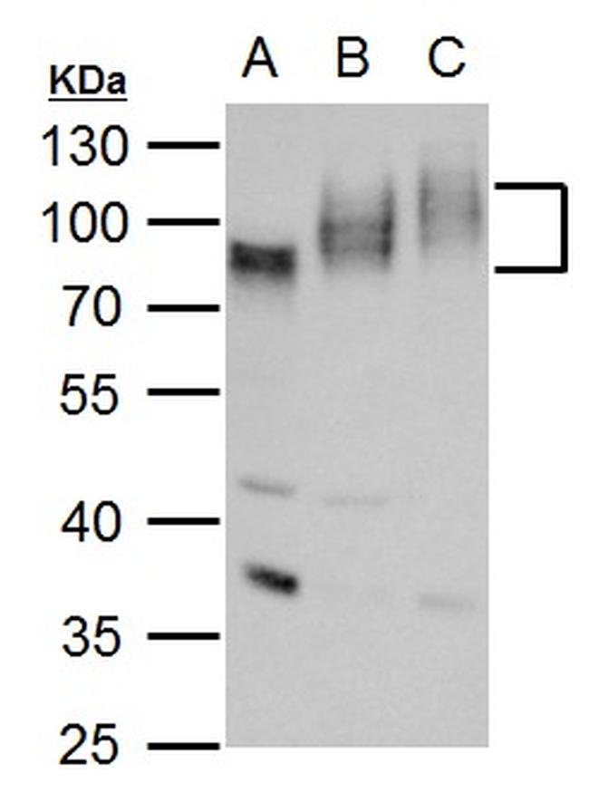 CD155 Antibody in Western Blot (WB)